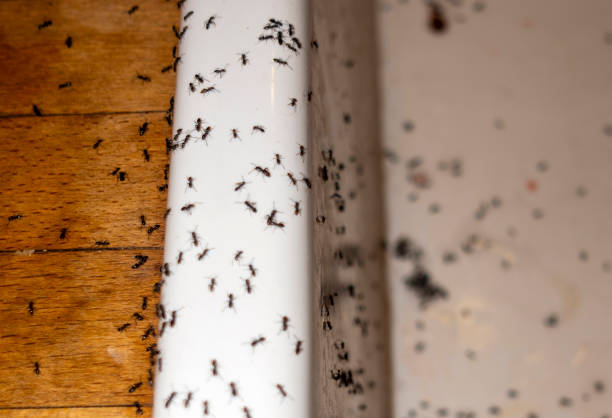 Flea Control Services in Milford, IA